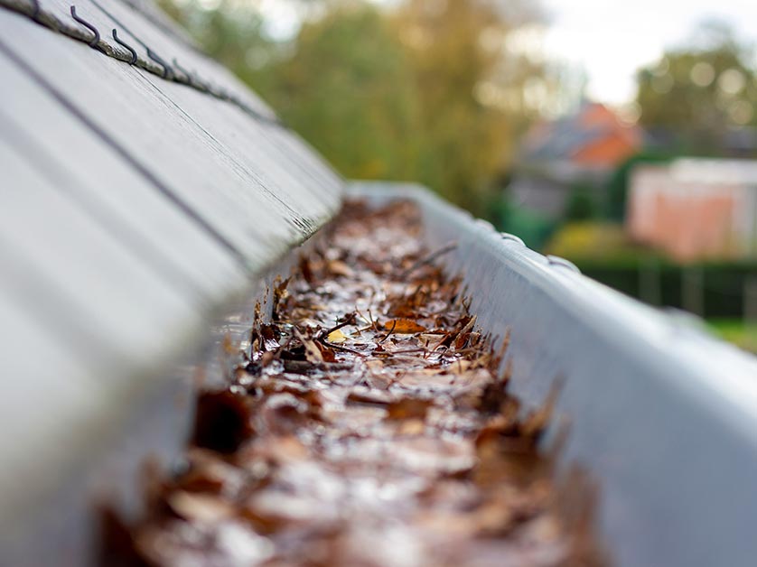 Unprotected gutter filled with wet leaves and standing water