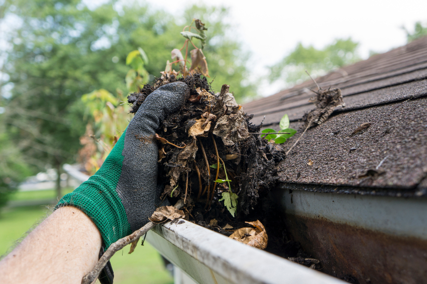 Gloved hand removing leaves, soil and plant growth from an unprotected gutter